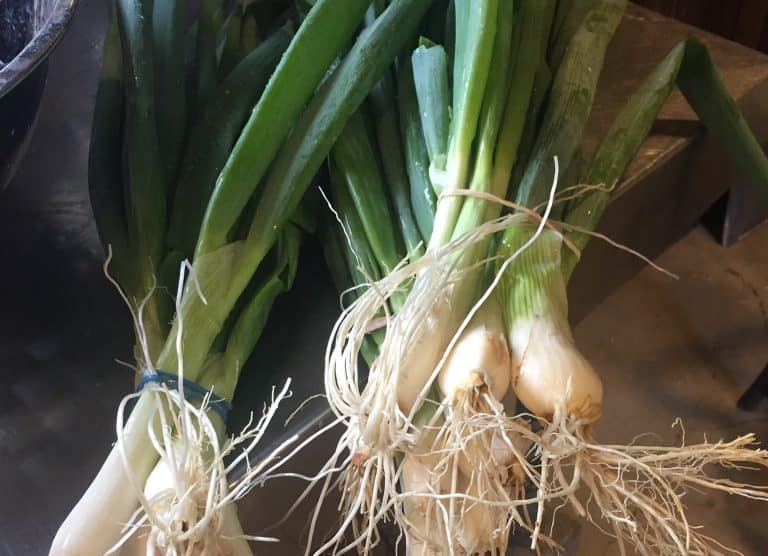 Local farmers markets for late summer, fall
