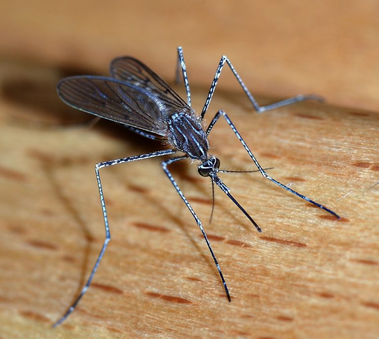 Ohio: Youngstown mosquito trap tests positive for West Nile Virus