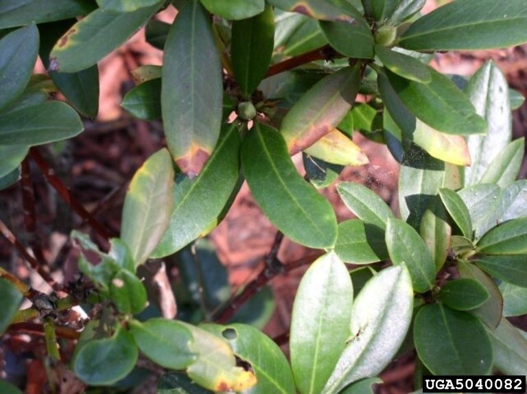 Walmart recalling rhododendrons infected with sudden oak death