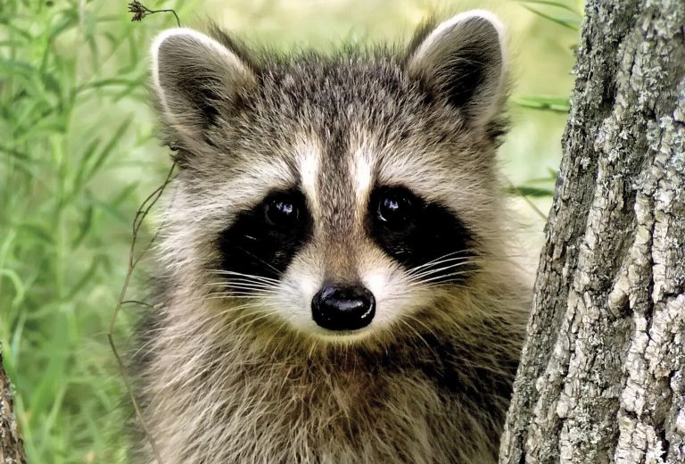 Second rabies-positive raccoon confirmed in Boardman
