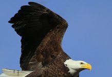 Census reports 706 bald-eagle nests in Ohio; Trumbull ranks fourth