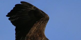 Census reports 706 bald-eagle nests in Ohio; Trumbull ranks fourth