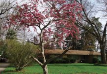 For the past half-century, flowering crabapple trees have lined some West Side streets, due to industrious children of the 1950s and 60s. School children from Washington Elementary peddled the crabapple trees door to door. (Metro Monthly electronic image by Christine Davidson)