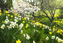 Due to the closure of East Newport Drive for road construction, Mill Creek MetroParks has enacted a temporary change in traffic patterns to permit vehicles, pedestrians, and bicyclists the opportunity to visit Daffodil Meadow this spring. (Canstock)