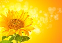 Pop-up art event to benefit YMCA Ukraine | Any form of sunflower artwork that is portable and ready to hang will be accepted