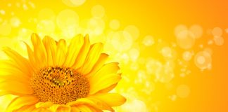 Pop-up art event to benefit YMCA Ukraine | Any form of sunflower artwork that is portable and ready to hang will be accepted