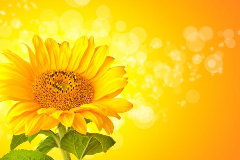 Pop-up art event to benefit YMCA Ukraine | Any form of sunflower artwork that is portable and ready to hang will be accepted