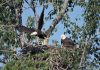 This picture depicts a bald eagle taking flight from a nest on Fort Wainwright, leaving behind its mate and twin eaglets. Nesting bald eagles have prompted the temporary closure of Shenango River Lake campsites in Hermitage, Pennsylvania until early July.