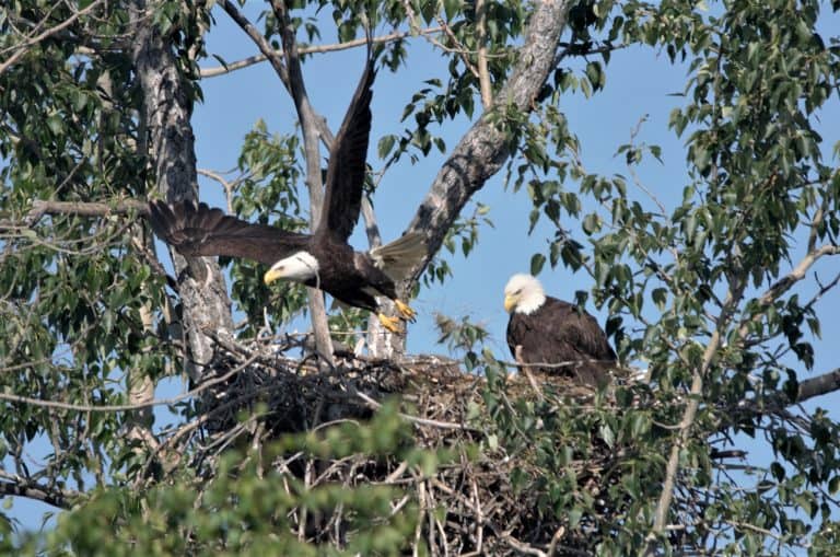 This picture depicts a bald eagle taking flight from a nest on Fort Wainwright, leaving behind its mate and twin eaglets. Nesting bald eagles have prompted the temporary closure of Shenango River Lake campsites in Hermitage, Pennsylvania until early July.