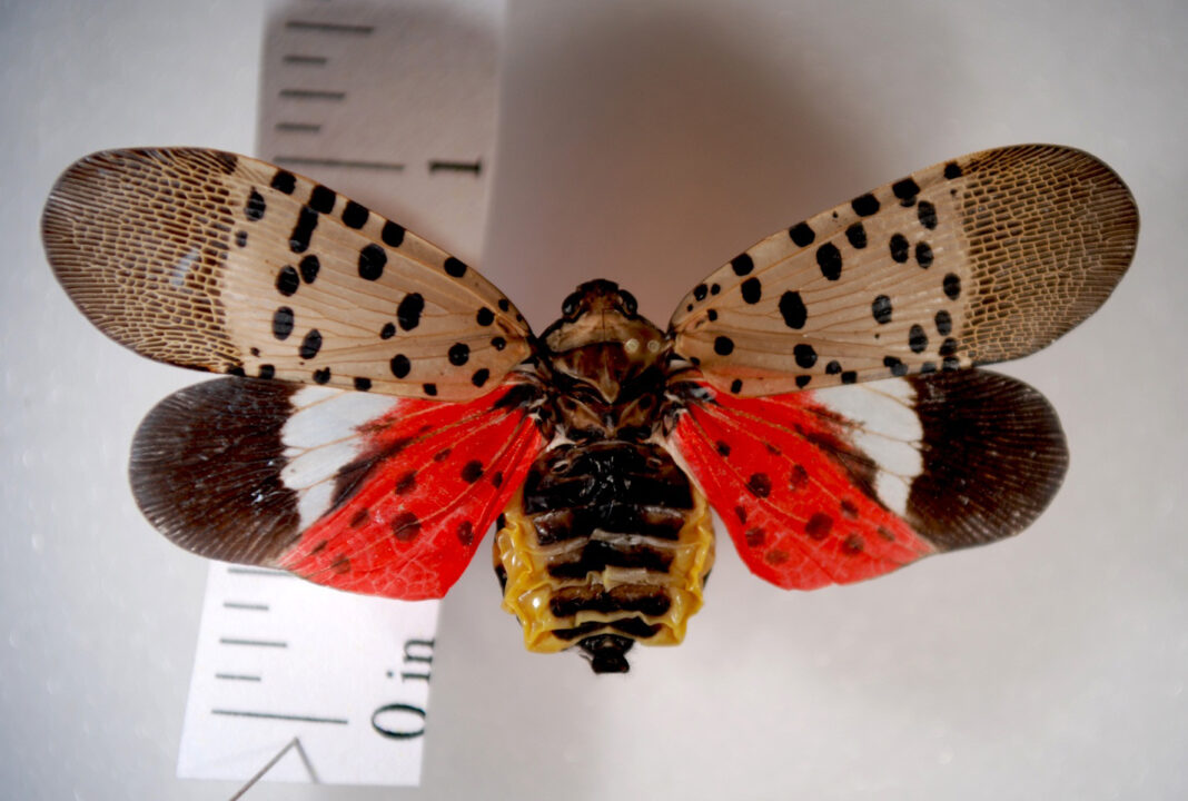 Ohio Department of Agriculture grants to combat spotted lanternfly
