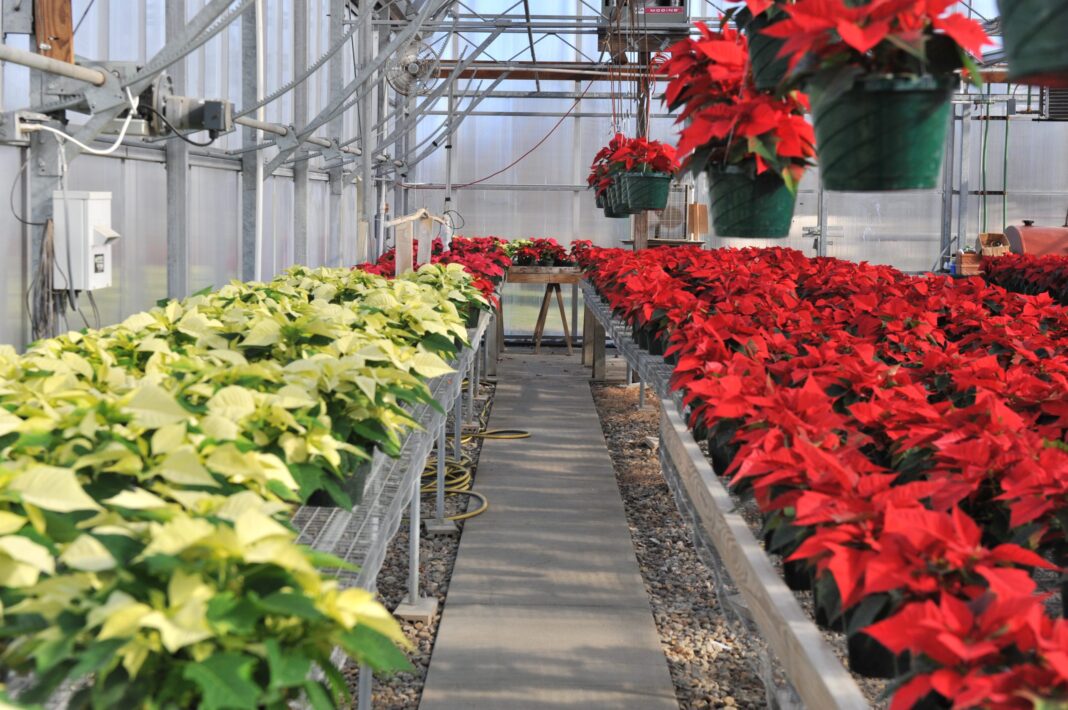 Villa Maria Farm taking orders for Christmas poinsettias