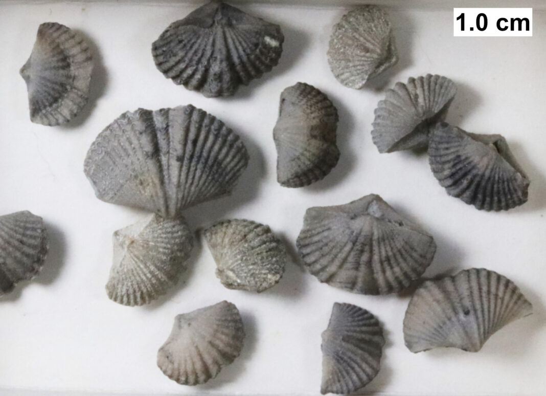 Valley geology group to hunt for fossils in Sylvania